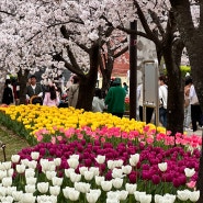 [김해 연지공원] 나의 꽃놀이🌸🌷