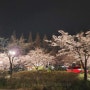 [군산 은파] 군산 은파호수유원지 벚꽃 개화 4월 2일