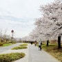 여의도 한강공원 벚꽃 개화현황