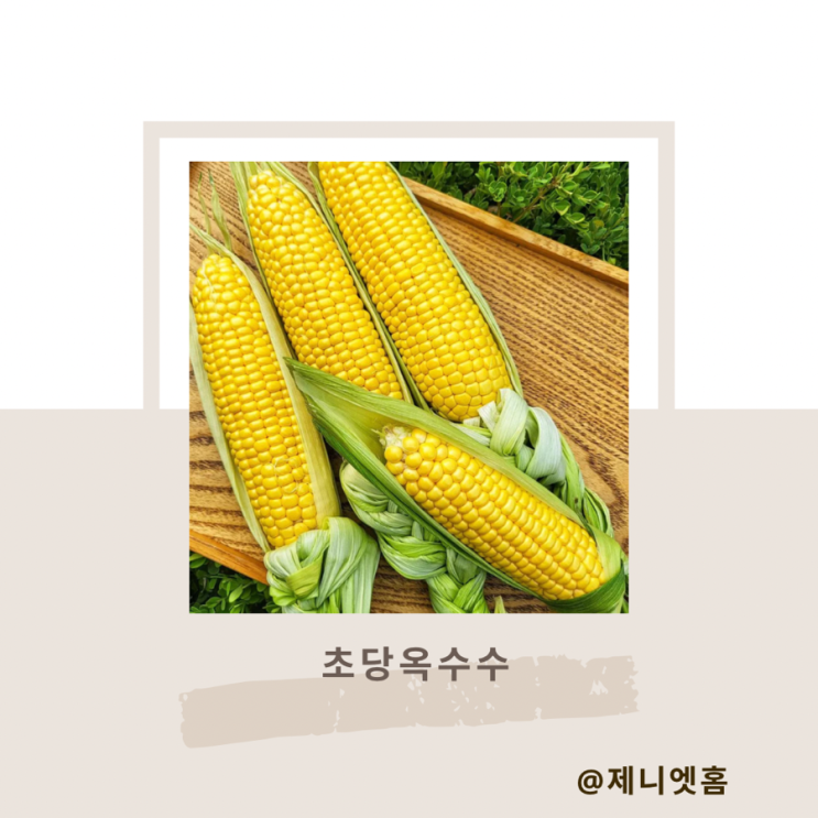 초당옥수수 수확시기 초당옥수수 모종 씨앗 …