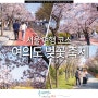 서울 여행 코스 서울 여행지 추천 봄꽃 여의도 벚꽃 축제 연장