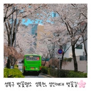 {서울벚꽃} 성북구 벚꽃명소 성북천, 성신여대 벚꽃길 개화상태
