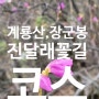 계룡산 장군봉 진달래꽃 코스~