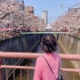 일본 도쿄 벚꽃명소 | 나카메구로 벚꽃 현황 (2024.04.02)