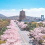 경주는 지금 벚꽃이 가득... 만개에 가까이 되었다 합니다. (경북 핫플 여행 / 황룡원 / 중도타워 / 보문정)