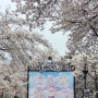 벚꽃명소, 대구 이월드 벚꽃, 실시간 개화현황