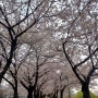안양천 벚꽃길 주차장 서울 벚꽃 명소 꽃구경 가는 길