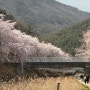 [대구] 욱수골 욱수천, 수양벚꽃 보면서 산책 데이트하기, 수성구 벚꽃 명소 24.03.31