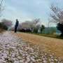 까치가 사는 벚꽃나무 아래...시인처럼 걷다
