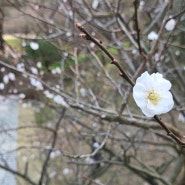 호암미술관 전통정원 희원 4월 2일자 봄꽃 얘기와 도슨트, 주차비, 셔틀버스