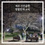 제주 전농로, 신산공원 벚꽃 만개 소식, 왕벚꽃