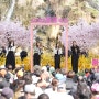 [매일일보] 무르익은 벚꽃 아래 때마침 '서대문 봄빛축제'