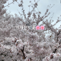 양재천 산책 벚꽃 (4월 3일) 개화 상황, 올챙이 구경도