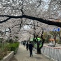 여의도 윤중로 국회의사당 벚꽃 개화 실시간 24년 4월 3일