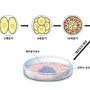 배아, 성체, 역분화줄기세포, 줄기세포의 종류