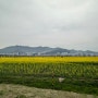 부산 봄꽃구경 대저 생태공원 유채꽃 단지