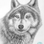연필 드로잉 기초, '늑대' 동물 그림 그리기