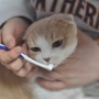 고양이 칫솔 추천 자극 없는 정글몬스터 덴티소프트 칫솔