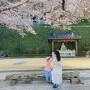 울산 남구 벚꽃 명소 : 보현사 최단거리 방문 팁