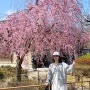 2박 3일 벚꽃 교토여행 :: 2day (이치란, 응커피, 아라시야마공원, 코토이모, 타이스시)