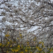 광주 벚꽃 명소 동천동 벚꽃산책길(3/31일 방문)