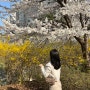 대전 관저동 벚꽃 개나리 구경 💛💗