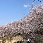 대전 벚꽃 명소 카이스트(KAIST) 어은동산 벚꽃나무 향기숲 노천극장
