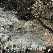 경주 흥무로 벚꽃길 축제를 가다 ! (포장마차 후기)