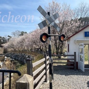 이천 설봉공원 봄날 피크닉 수도권 벚꽃 명소