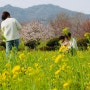 광양가볼만한곳 "섬진강유채꽃단지" 벚꽃명소 유채꽃밭