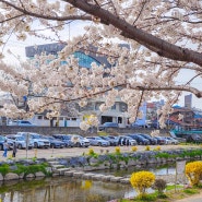 대전 소제동 벚꽃 나들이 실시간 벚꽃명소 추천