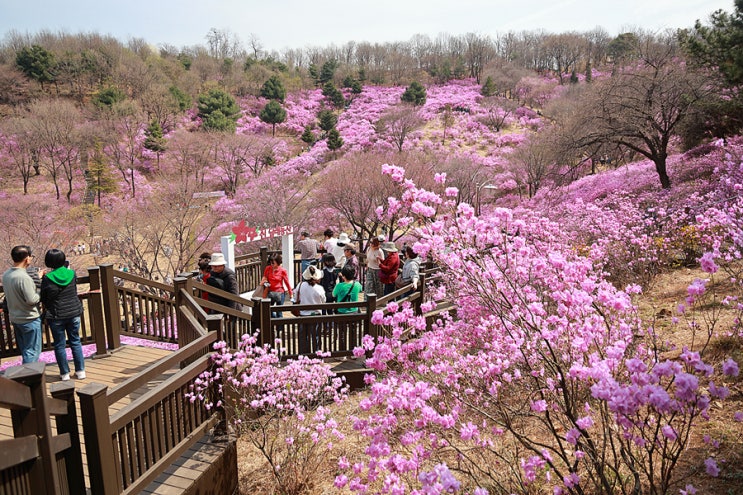 부천 원미산 진달래꽃축제 진달래동산 놀거리 부천 가볼만한곳...