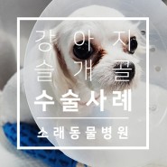 말티푸 슬개골 탈구 3기 수술 후기 : 인천 소래동물병원 수술 사례 소개