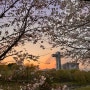 경기도 숨은 벚꽃 명소 판교 화랑공원, 판교 데이트 봄 가볼만한곳