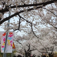 여의도 벚꽃축제, 2024 영등포 여의도 봄꽃축제 <봄꽃 소풍>