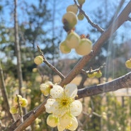 봄이 오네요