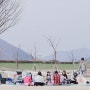 [부산경남봄소풍] 강아지 친구들과 함께한 벚꽃구경, 피크닉 - 대동생태공원