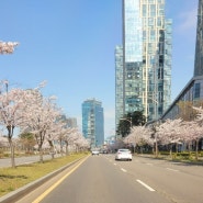핸드메이드도자기 선물 송도 날씨 센트럴 파크 벚꽃
