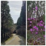 전남 담양 병풍산 편백나무 숲길 트레킹 좋은 곳ㅣ담양 세컨하우스의 4월은 복숭아꽃 축제(58번째 이야기)