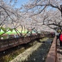 진해 군항제 실시간 개화상황 벚꽃축제(경화역, 로망스다리)