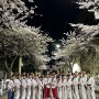 🥋🌸 [Segye] 부산 당감동 세계태권도장 With. 4월의 벚꽃나무