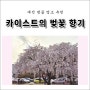 [여행] 대전 벚꽃 명소 카이스트 일대 봄 여행 추천