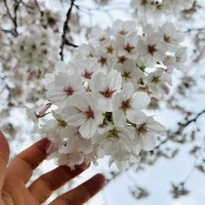 대전 갑천변 벚꽃 만개 꽃구경