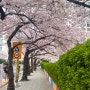 부산 벚꽃 명소 광안리 삼익비치 포토스팟
