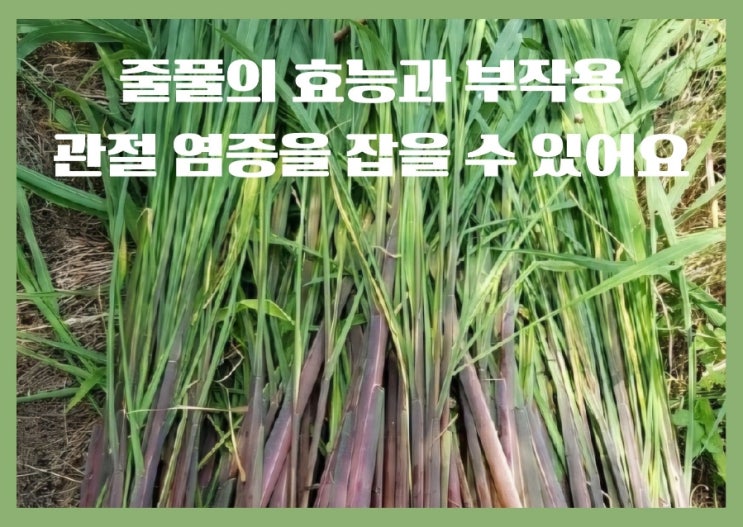 줄풀의효능과 부작용 염증을 개선 할 수 있어요. : 네이버 블로그