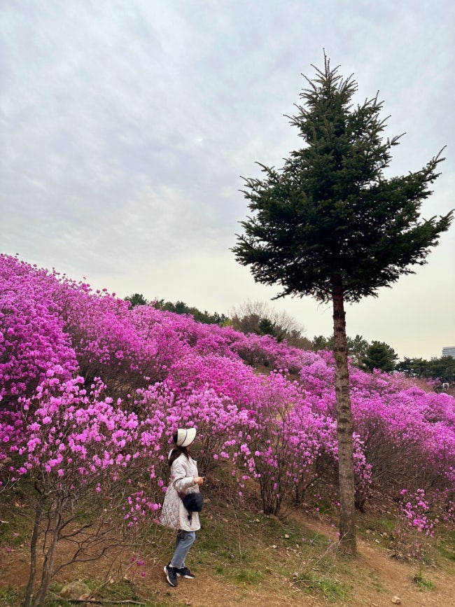 [봄나들이] 부천 원미산 진달래 동산 축제/부천 미꼬담