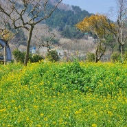 거제 평지마을 유채꽃 명소 (3월 30일)