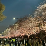 서울 영등포 여의도 윤중로 벚꽃 봄꽃축제 연장 야간 방문 푸드트럭 위치 주차