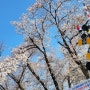 2024년 진해 벚꽃축제 개화상태