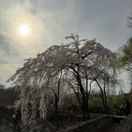 선유도공원 벚꽃